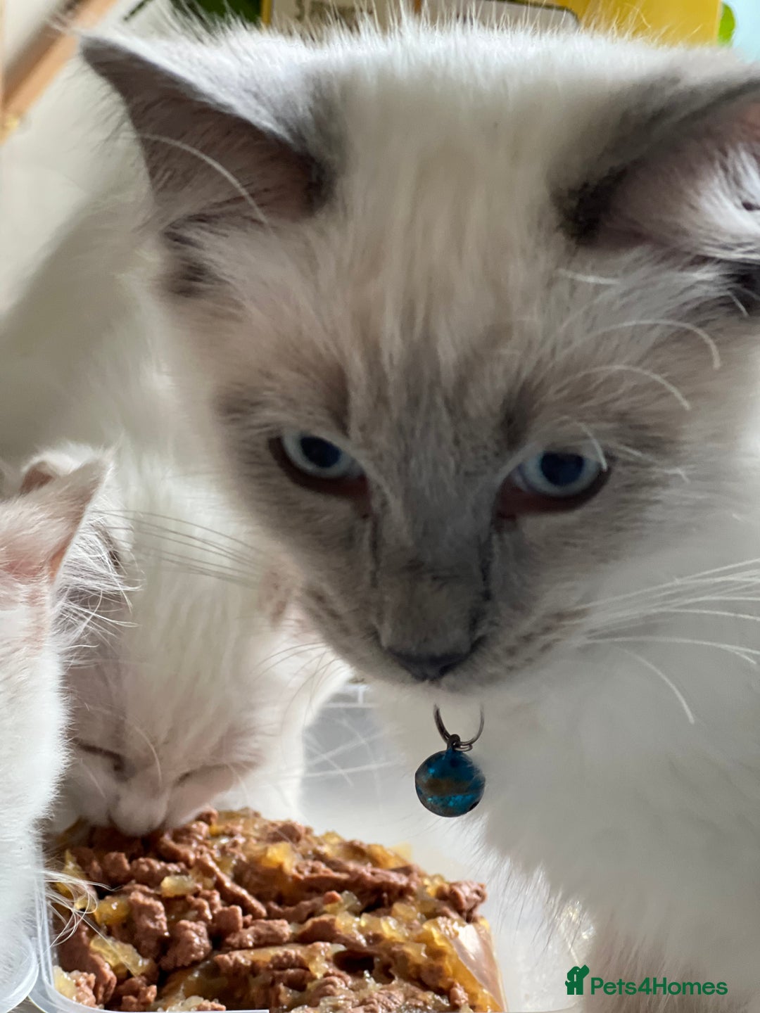 Ragdoll cats for sale: Blue mitted and bicolour ragdolls - Image 22
