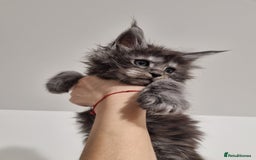 Maine Coon cats for sale: Purebred King Size Maine Coon kittens  - Image 19