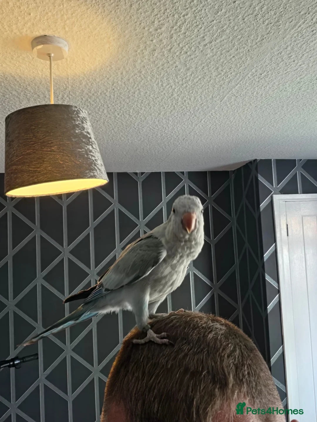 Parrots birds for sale: Male Quaker parrot  - Advert 2