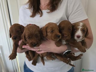 Cockapoo dogs 🐾 Beautiful Red Cockapoo Puppies 🐾 - Advert 4