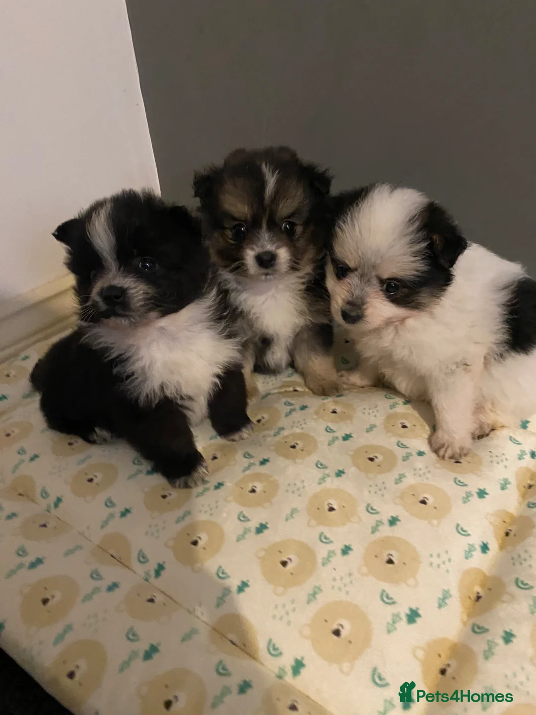 Maltipom dogs for sale: Maltese x Pomeranian Puppies in Stoke-on-Trent - Advert 1