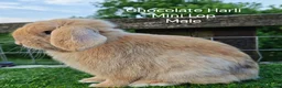Mini Lop rabbits for sale: Various Adult Mini Lops  - Advert 6