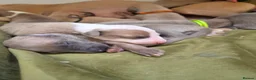 Whippet dogs for sale: Fawn Whippet puppys - Advert 9