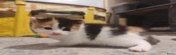 Domestic Shorthair cats for sale: ⭐ Adorable kittens Looking for Loving Home ⭐  in Newport - Advert 3