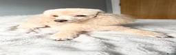 Toy Poodle dogs for sale: Beautiful Toy Poodle Puppies - Advert 7