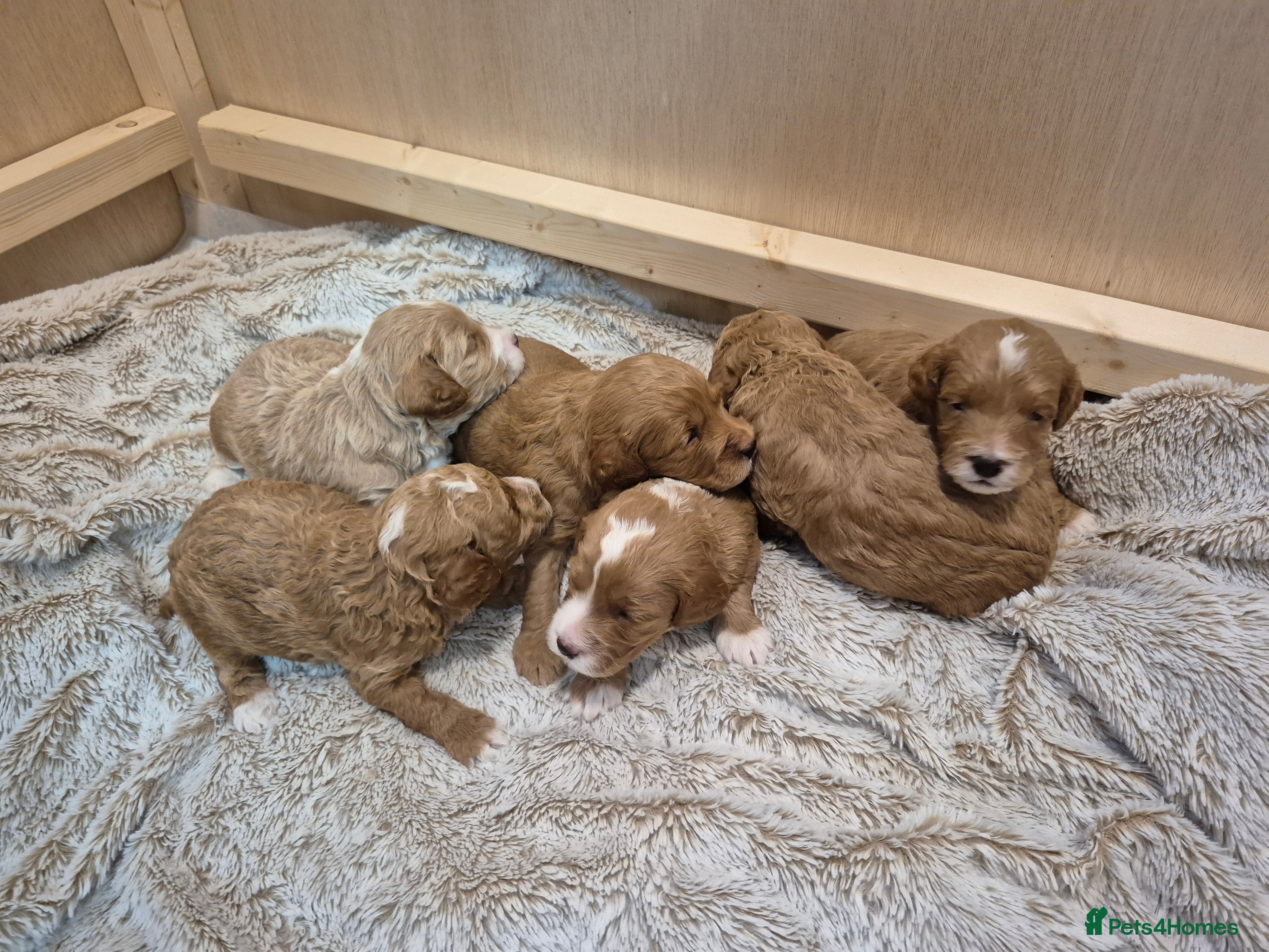 Cockapoo dogs F1B cockapoo puppies  - Advert 2