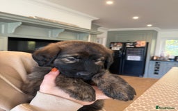 Mixed Breed dogs for sale: Goldendoodle x Blue Sable German Shepard puppies - Advert 4