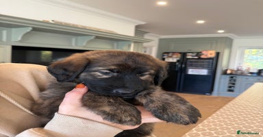 Mixed Breed dogs Goldendoodle x Blue Sable German Shepard puppies - Advert 6