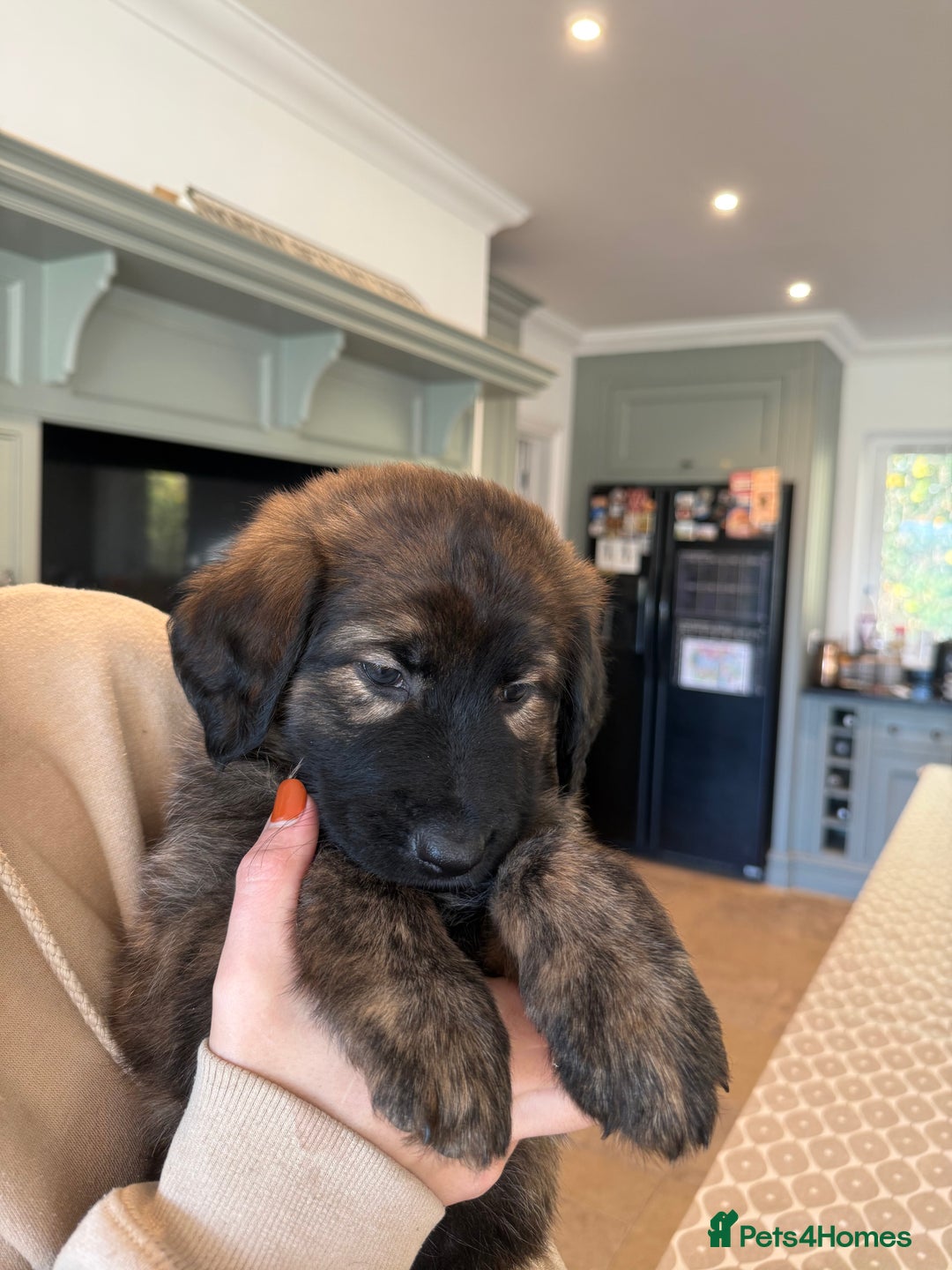 Mixed Breed dogs for sale: Goldendoodle x Blue Sable German Shepard puppies - Advert 4