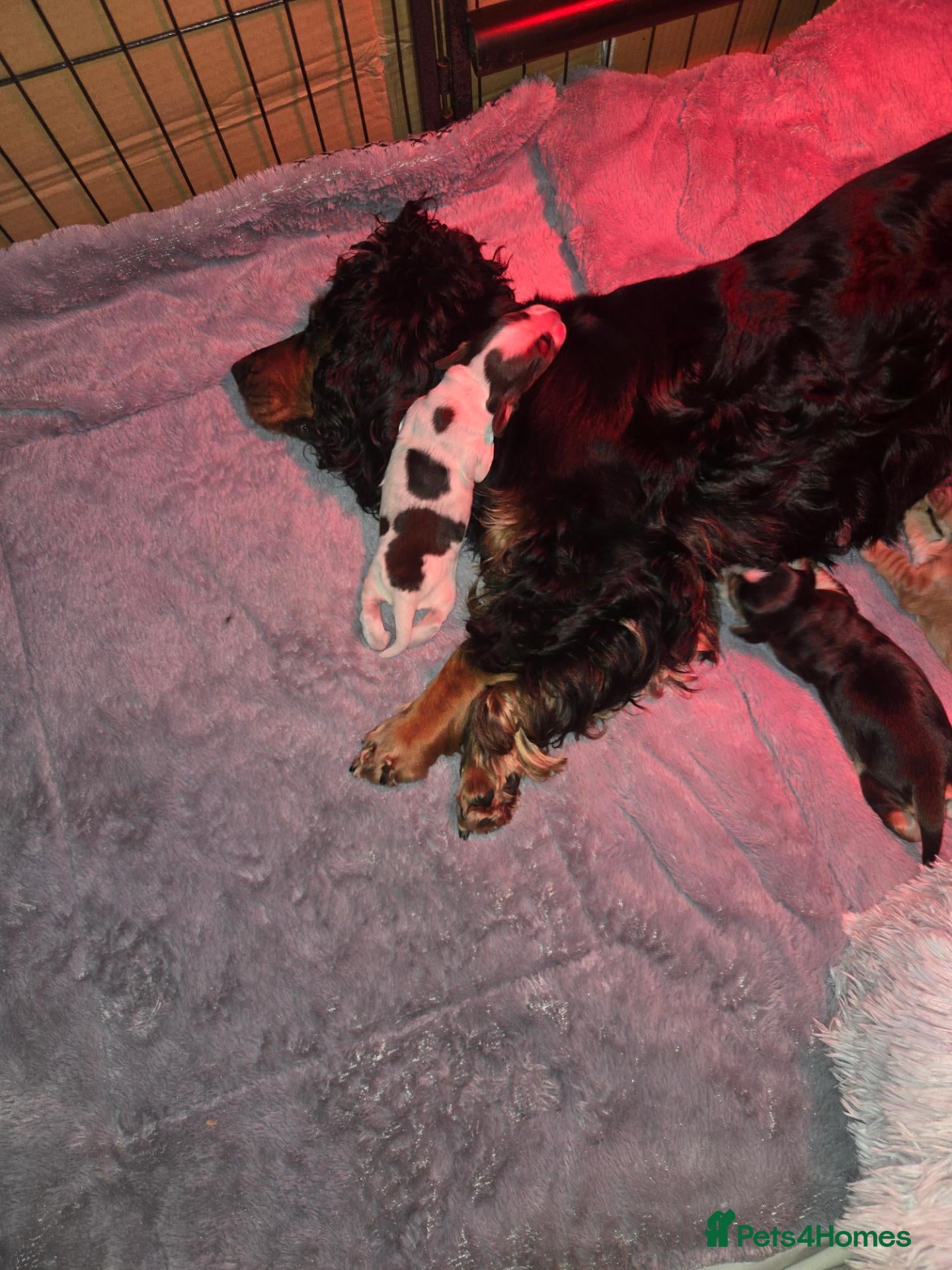 Cocker Spaniel dogs for sale: Gorgeous Show Cocker Puppies - Advert 7