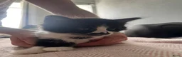 Mixed Breed cats for sale: For beauitful kittens  - Advert 1