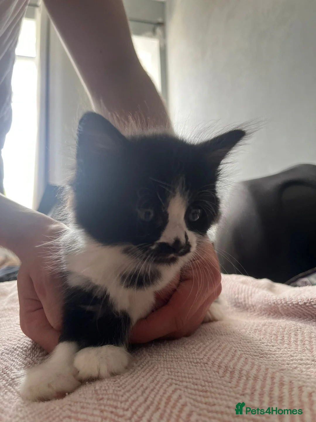 Mixed Breed cats for sale: For beauitful kittens  - Advert 1