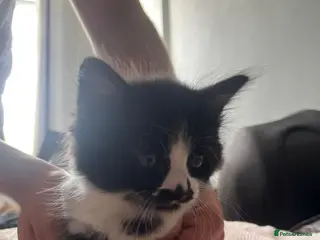 Mixed Breed cats For beauitful kittens - Advert 1