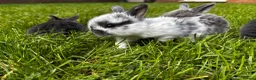 Mini Lop rabbits for sale: 2 Blue Baby Mini Lops - Advert 30