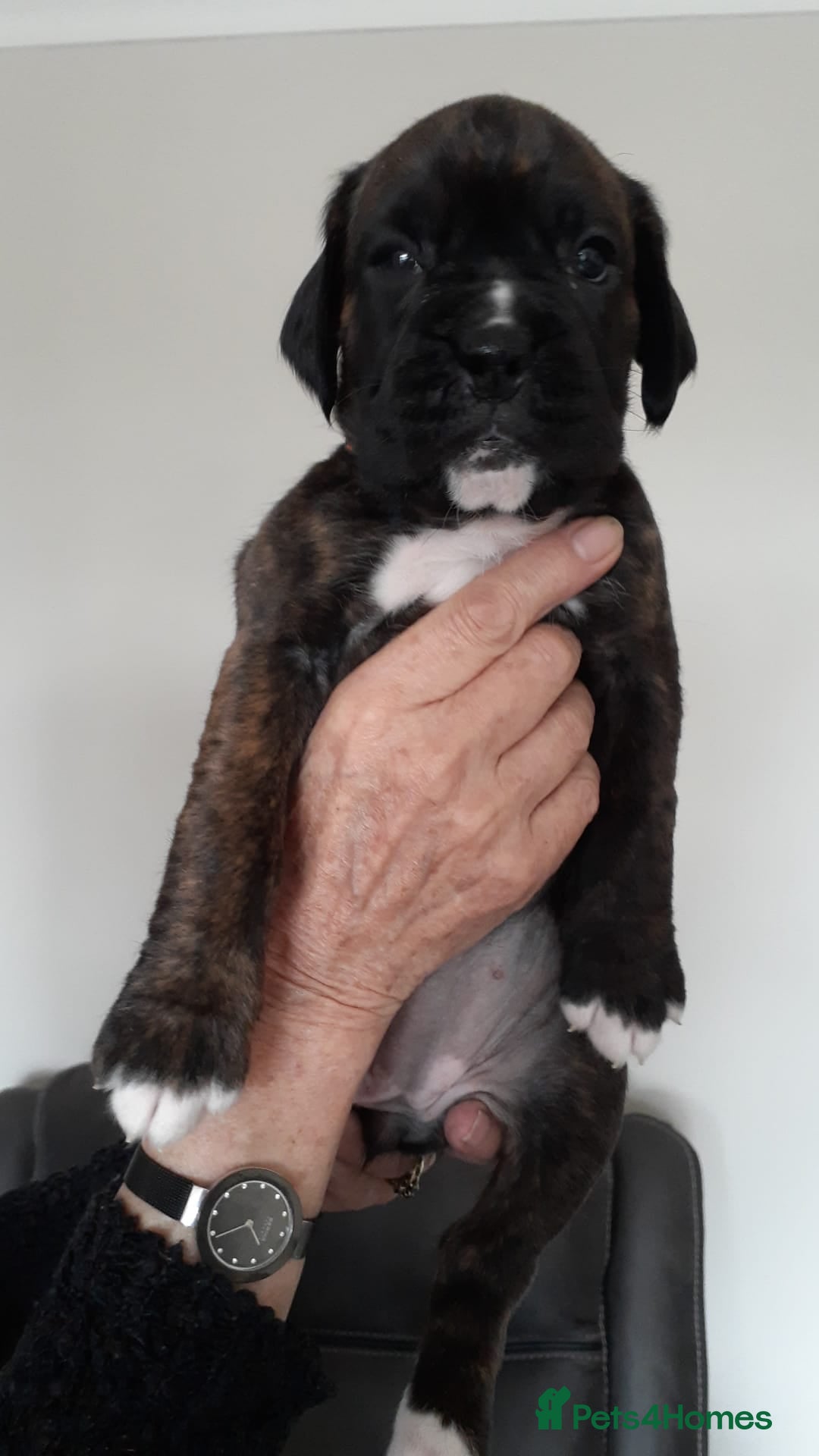 Boxer dogs Beautiful boxer pups for sale - Advert 2