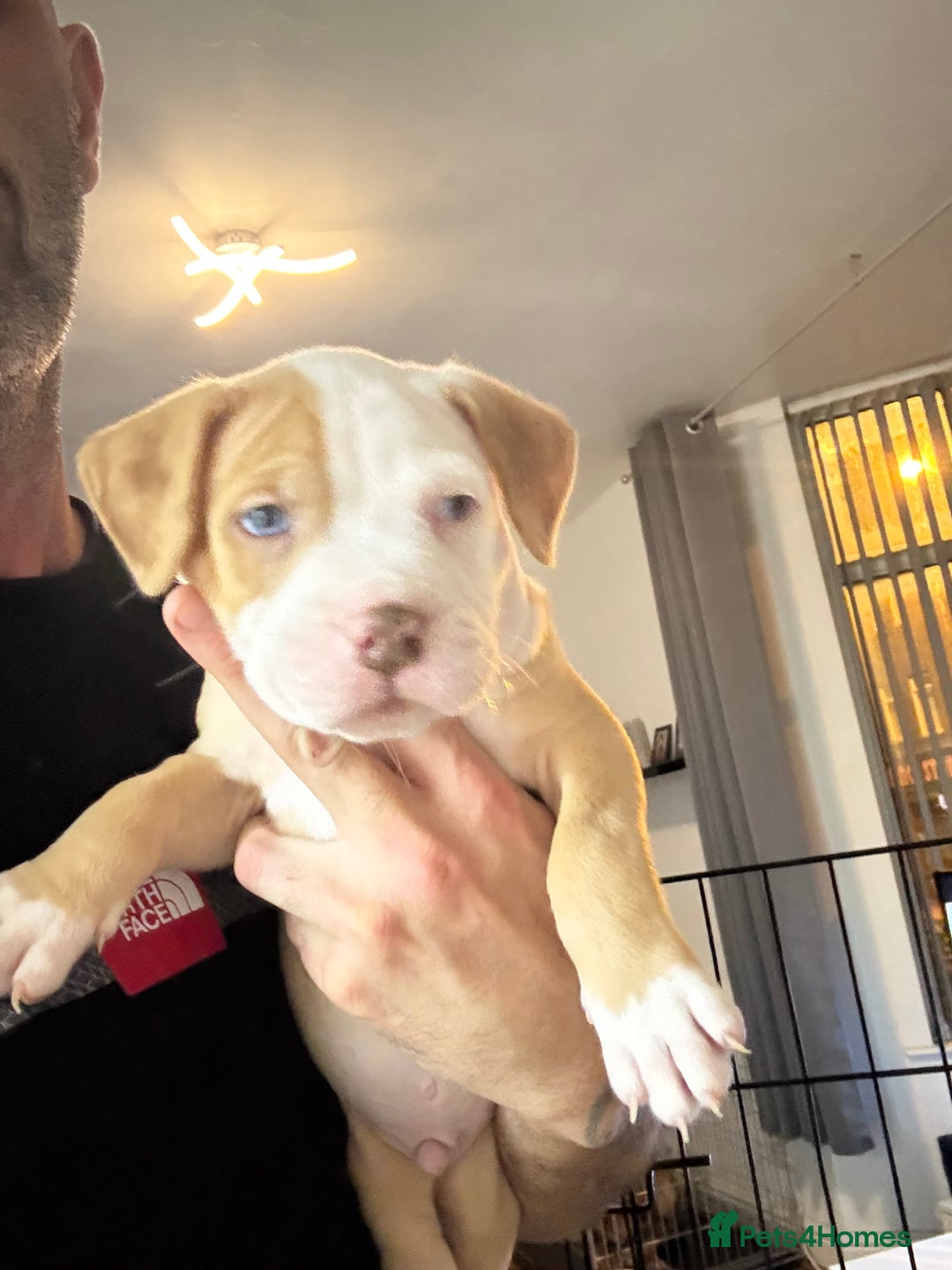 Mixed Breed dogs for sale: Tri chocolate  Corso mixed - Image 25