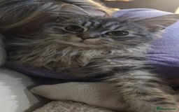 Maine Coon cats for sale: Stunning Grey & Silver Maine Coon Male - Image 3
