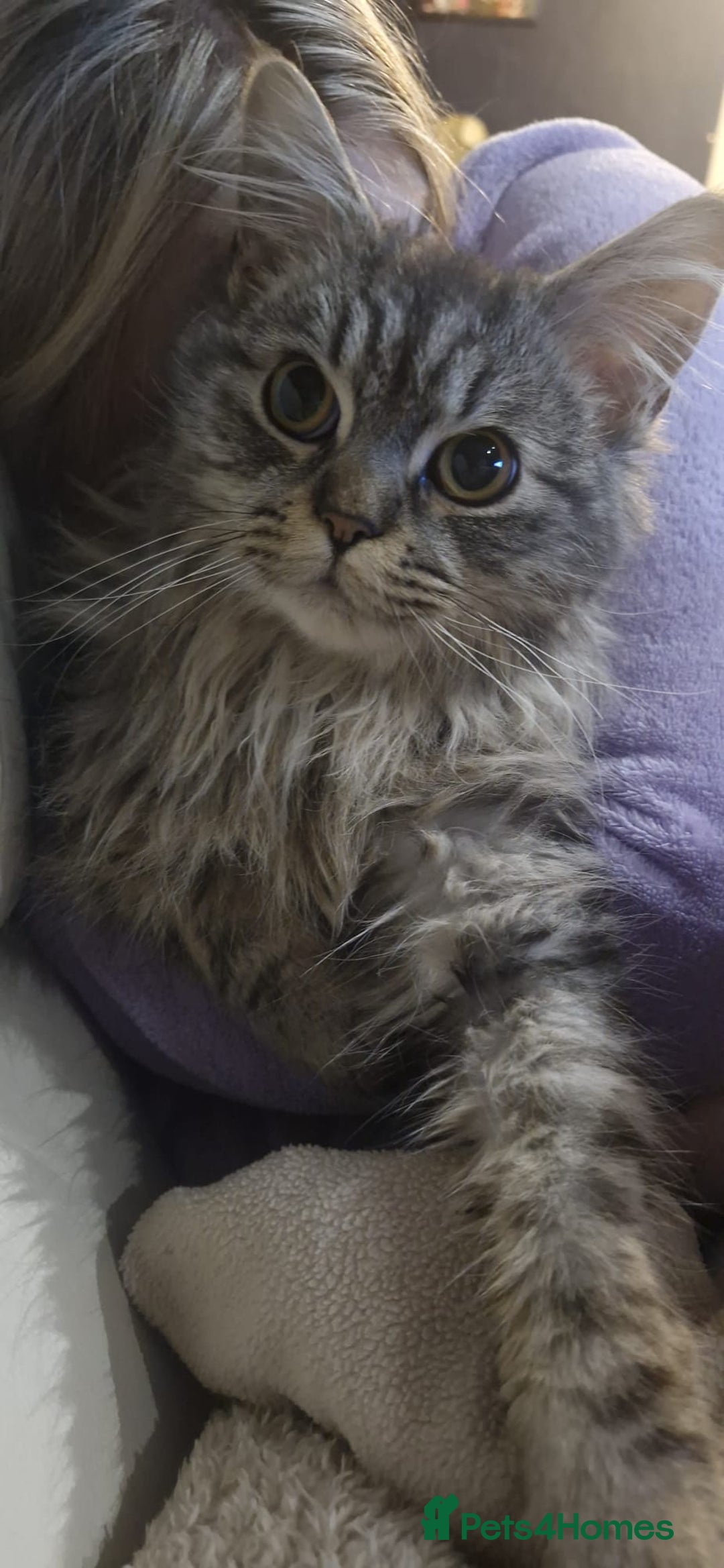 Maine Coon cats for sale: Stunning Grey & Silver Maine Coon Male - Image 3