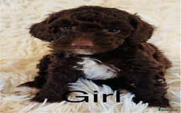 Cockapoo dogs for sale: stunning merle cockapoo puppies, ready 21st august - Image 6