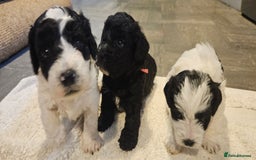 Cavapoo dogs for sale: My Beautiful  girl has had her 1st and only litter - Image 7