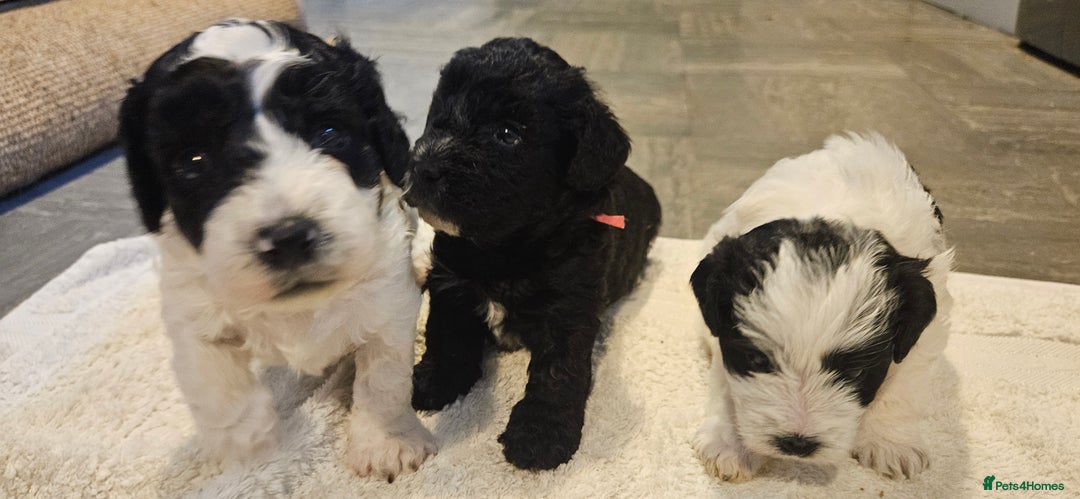 Cavapoo dogs for sale: My Beautiful  girl has had her 1st and only litter - Image 7
