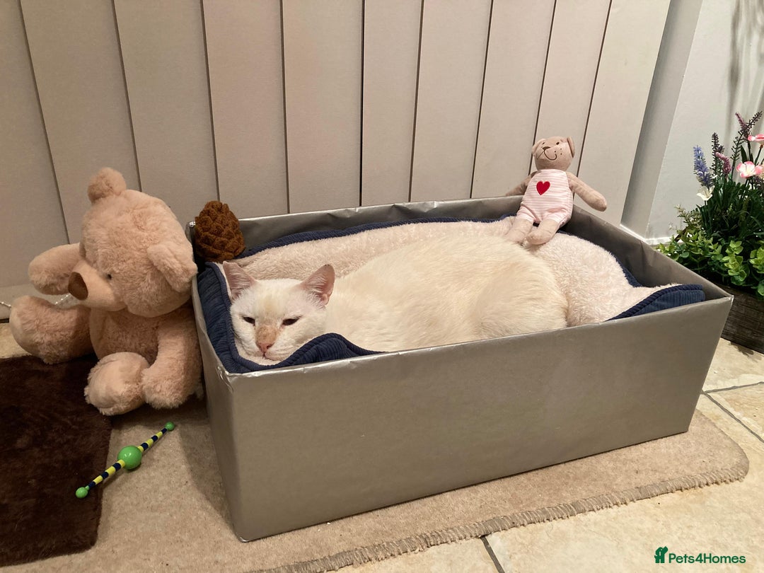 Domestic Shorthair cats for adoption: Male Indoor Cat for Adoption - Advert 4