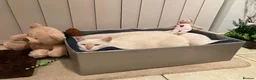 Domestic Shorthair cats for adoption: Male Indoor Cat for Adoption - Advert 4