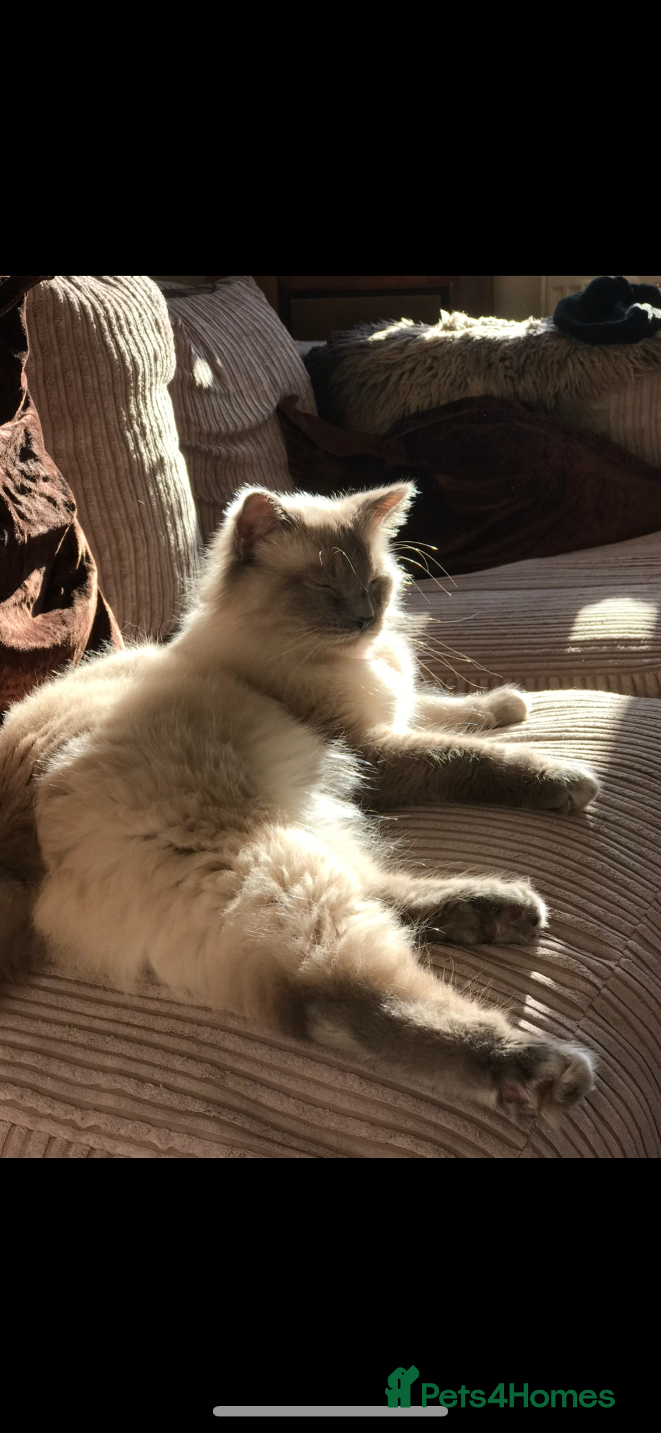 Ragdoll cats loving Male Ragdoll for new home - Advert 2