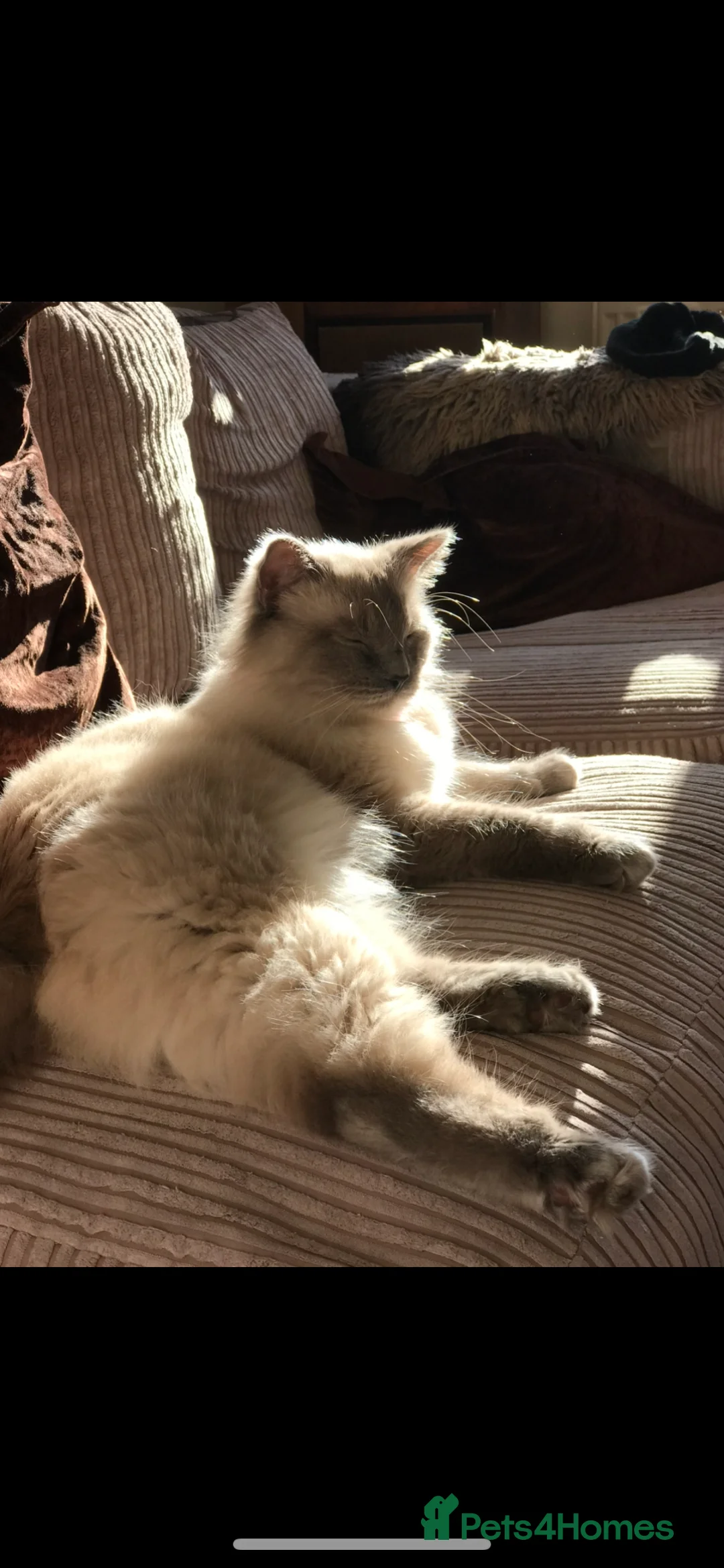 Ragdoll cats for sale: loving Male Ragdoll for new home - Advert 1