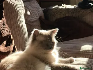 Ragdoll cats loving Male Ragdoll for new home - Advert 1