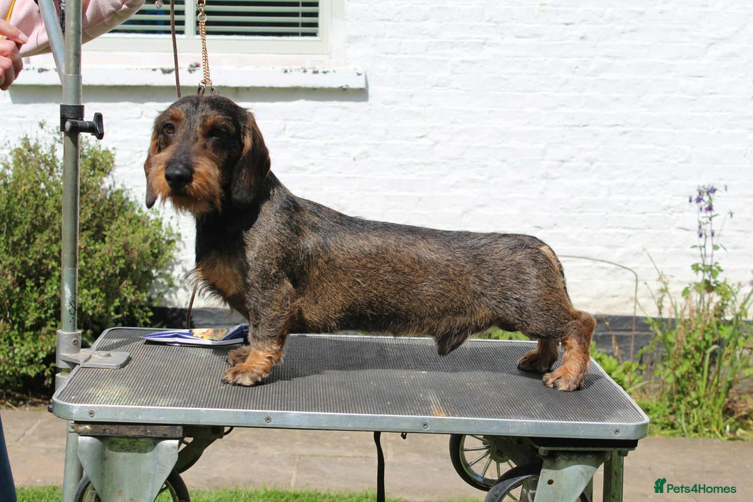 Dachshund dogs for sale: Dual Purpose Standard Wirehaired Dachshund(Teckel) - Image 11