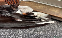 Domestic Shorthair cats for sale: 3 gorgeous kittens - Image 10
