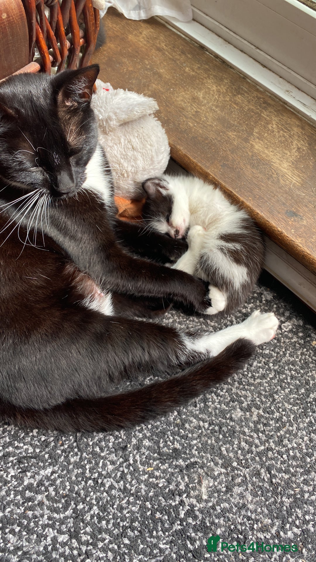 Domestic Shorthair cats for sale: 3 gorgeous kittens - Image 10