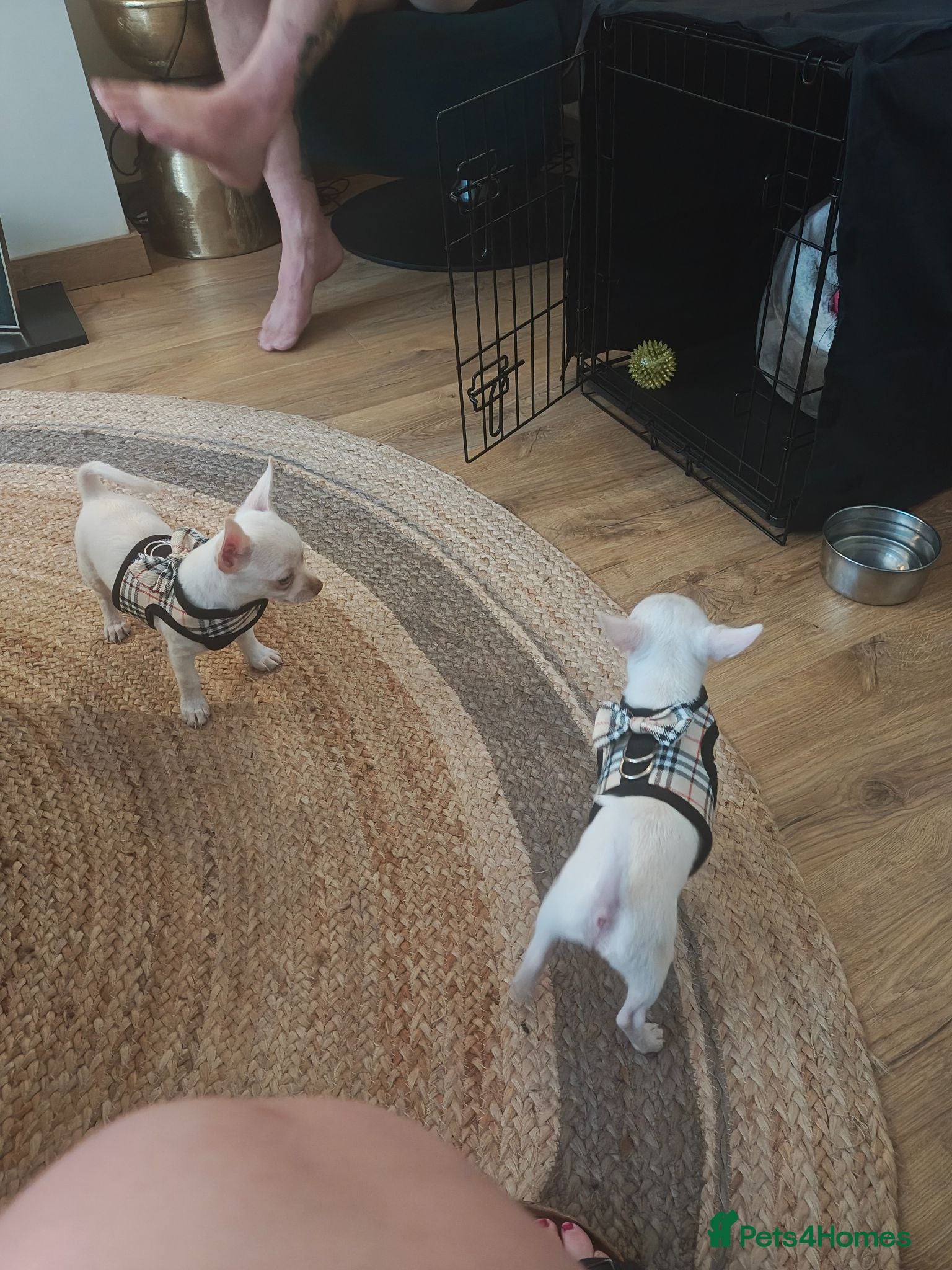 Chihuahua dogs Dexter small but mighty  - Advert 10