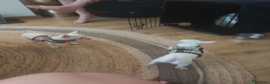 Chihuahua 1