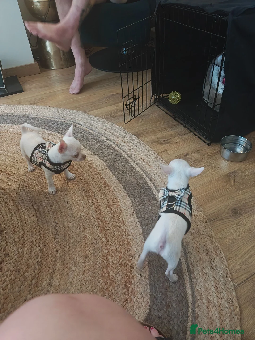 Chihuahua dogs for sale: Dexter small but mighty  - Advert 1