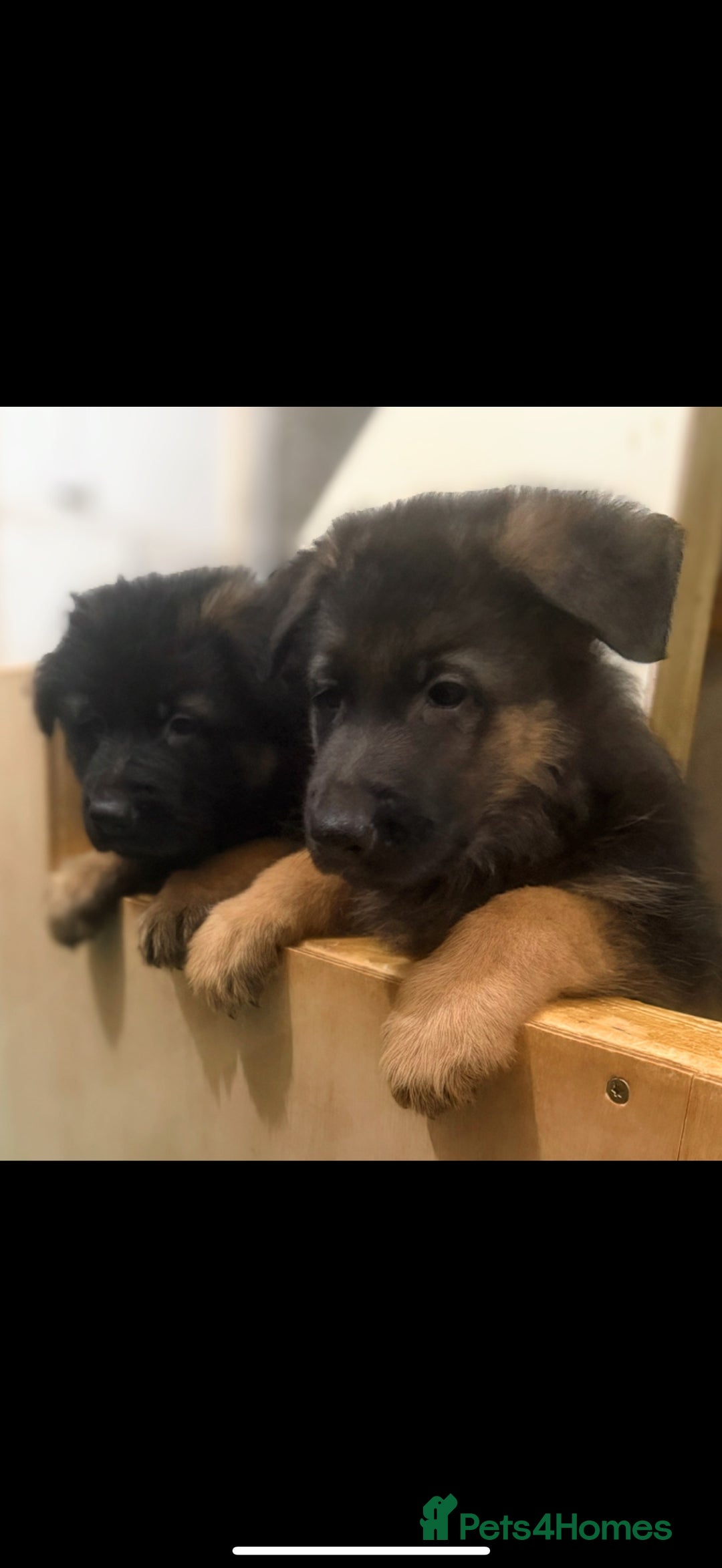 German Shepherd dogs for sale: German Shepherd Puppies Ready from 15th November - Image 4