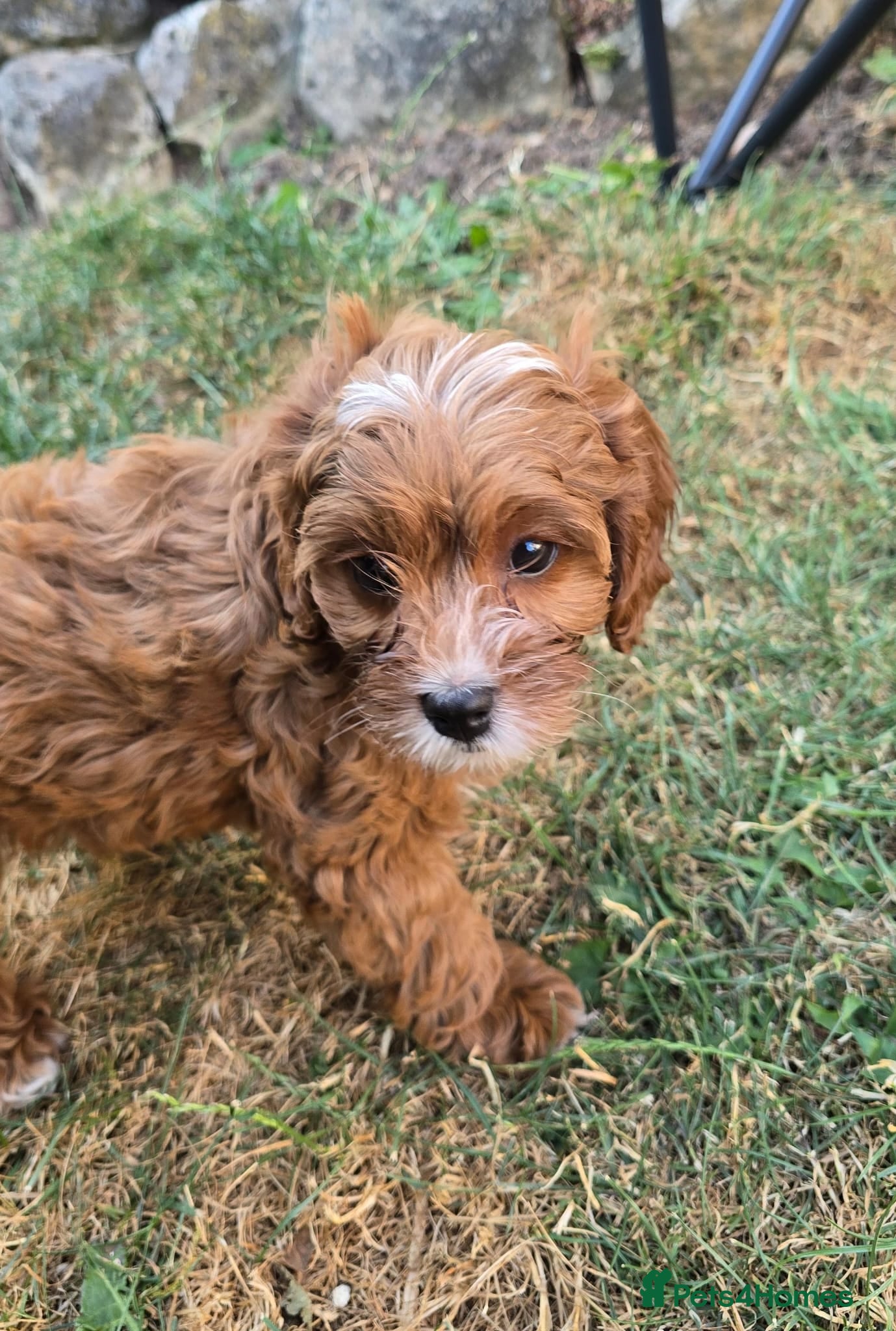 Cavapoo dogs Adorable litter of Cavapoos *READY NOW* - Advert 2