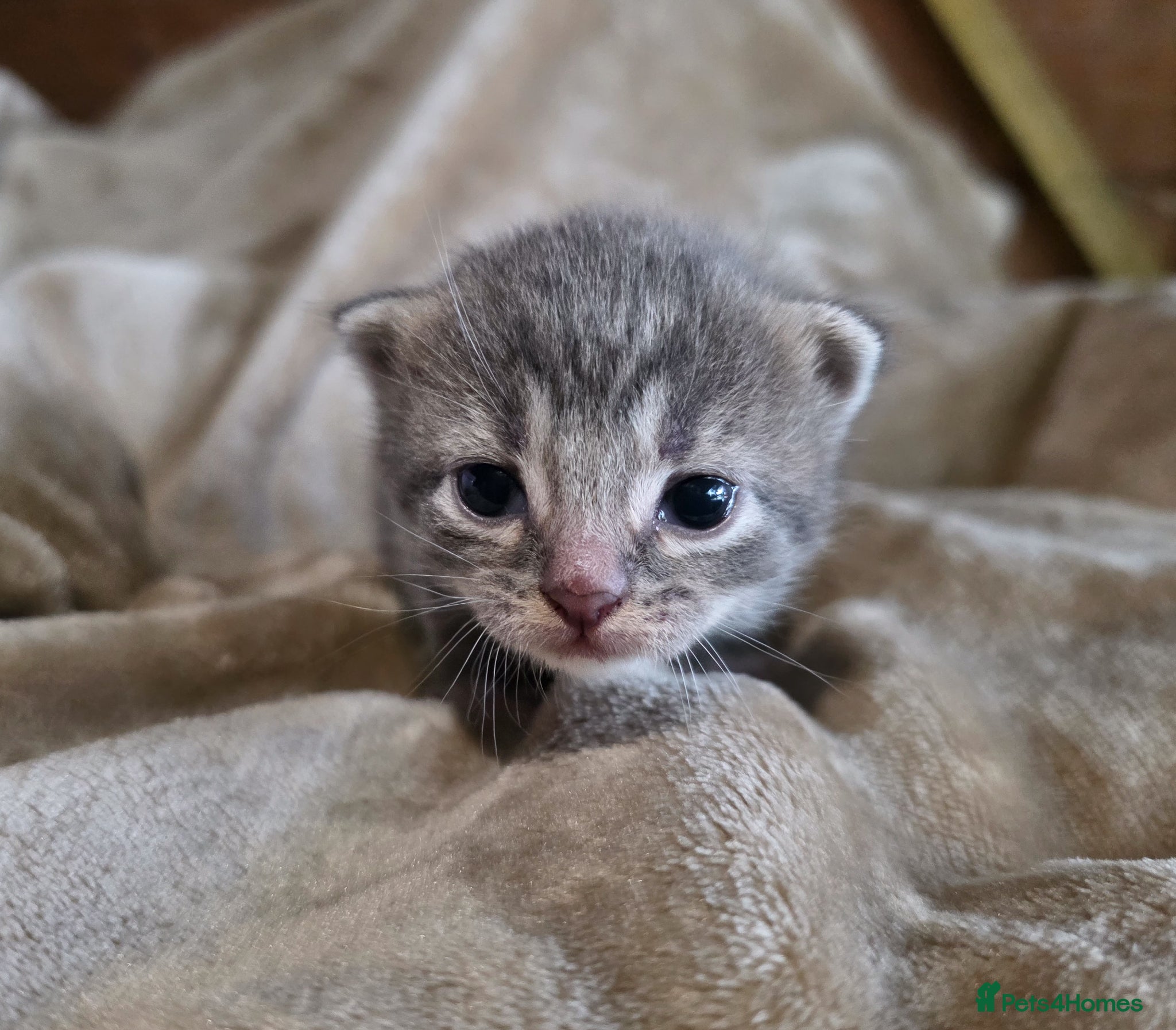 Mixed Breed cats for sale: Tabby farm kittens  - Advert 23
