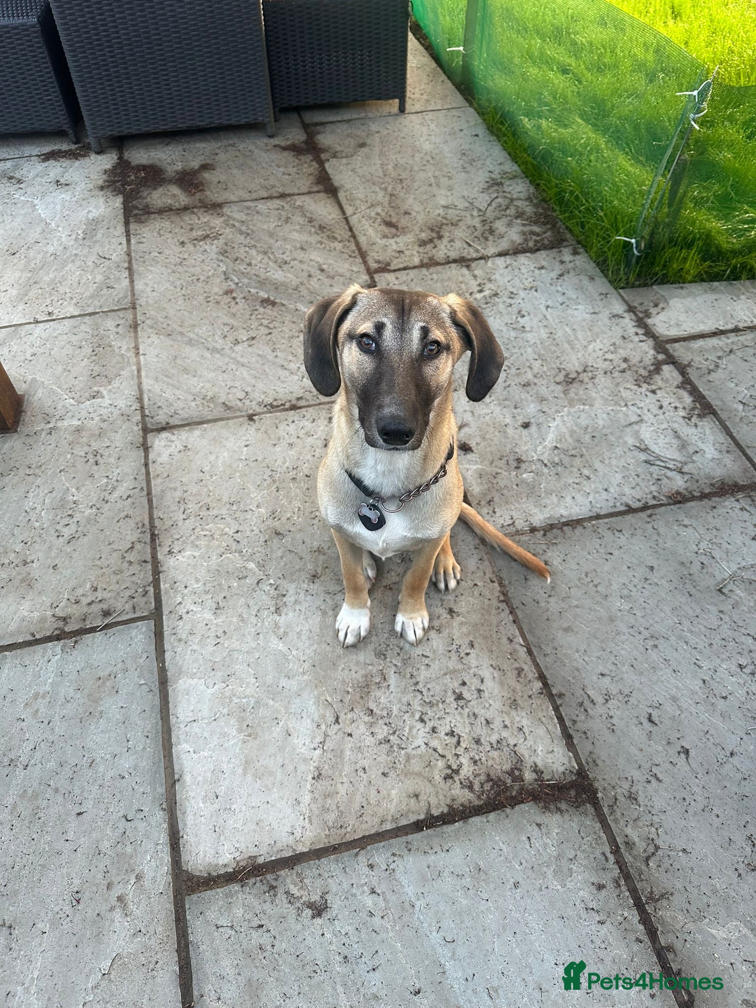 Mixed Breed dogs for adoption: Squinty 8 month medium Macedonian rescue  - Advert 2
