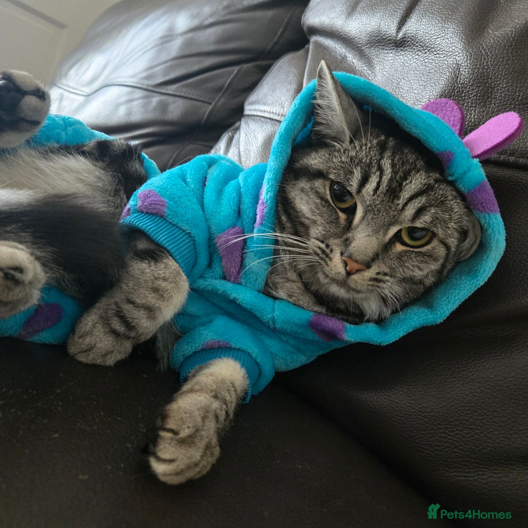 Mixed Breed cats for sale: Rehoming my baby  - Advert 1