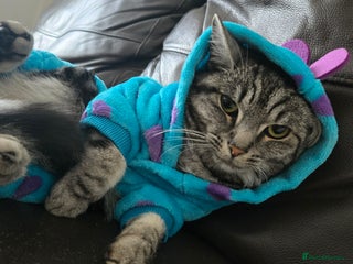 Mixed Breed cats Rehoming my baby - Advert 1