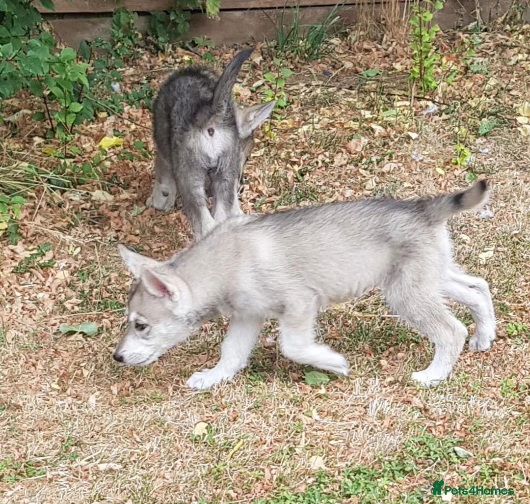 Tamaskan dogs for sale: TAMASKAN PUPPIES PEDIGREE, REGISTERED AND EMBARKED - Advert 2