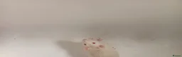 Rat rodents for sale: 3 male rats with cage - Advert 4