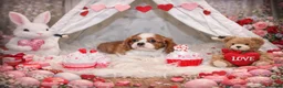 Cavalier King Charles Spaniel dogs for sale: Beautiful Cavalier Puppies available 😍  - Advert 9