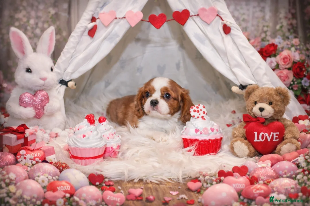 Cavalier King Charles Spaniel dogs for sale: Beautiful Cavalier Puppies available 😍  - Advert 9