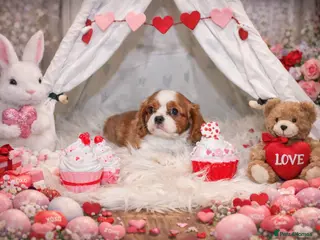 Cavalier King Charles Spaniel dogs Beautiful Cavalier Puppies available 😍 - Advert 6