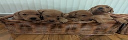 Labrador Retriever dogs for sale: Fox red Labradors  - Advert 4