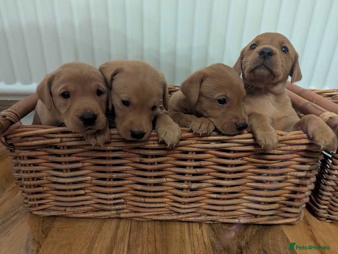 Labrador Retriever dogs for sale: Fox red Labradors  - Advert 4