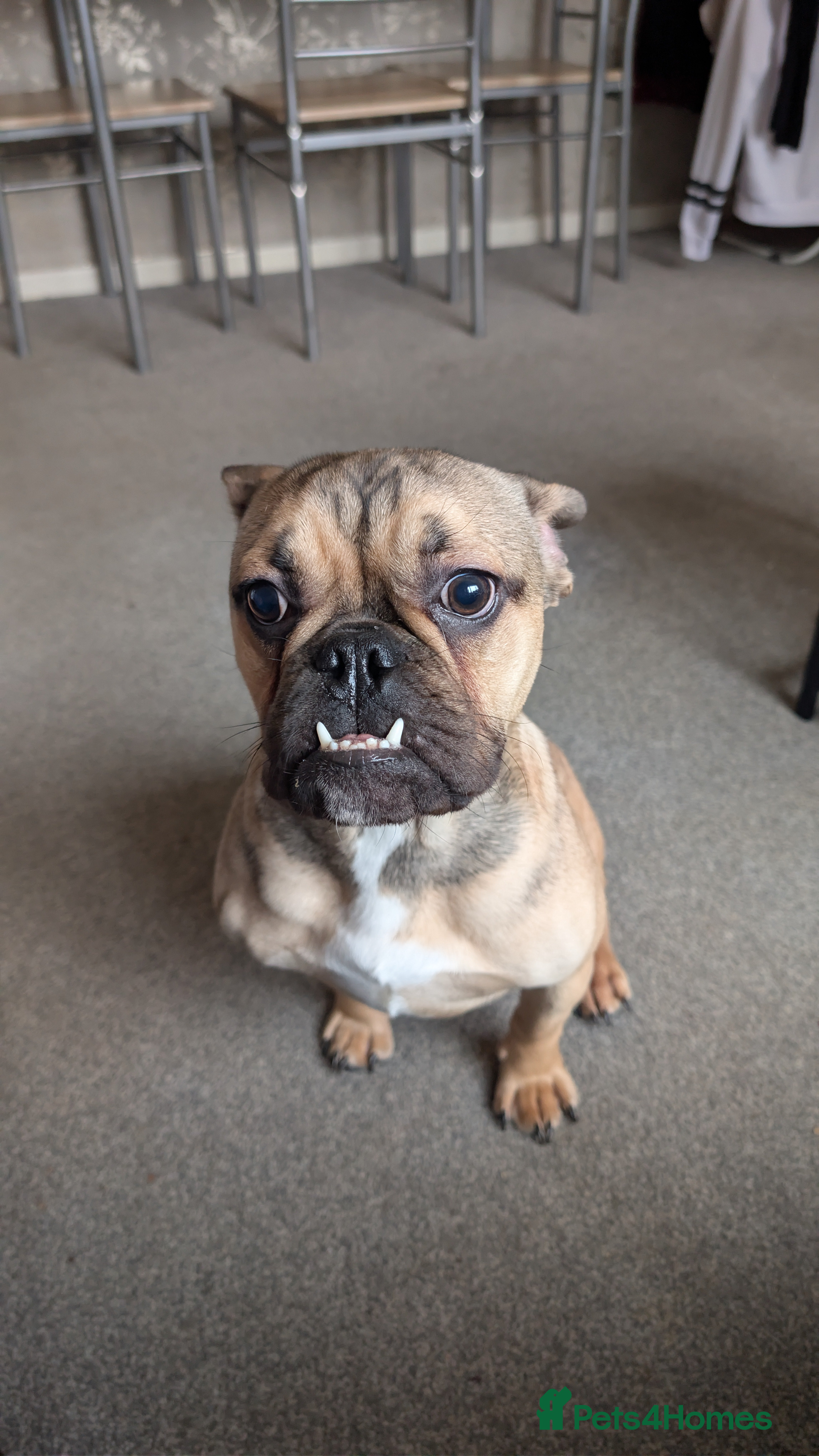 Mixed Breed dogs 8 month old pup Max in Great Yarmouth - Advert 1